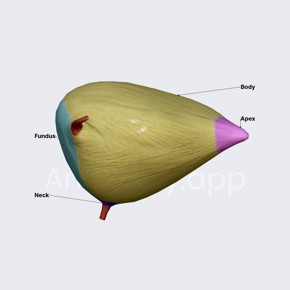 Parts of urinary bladder