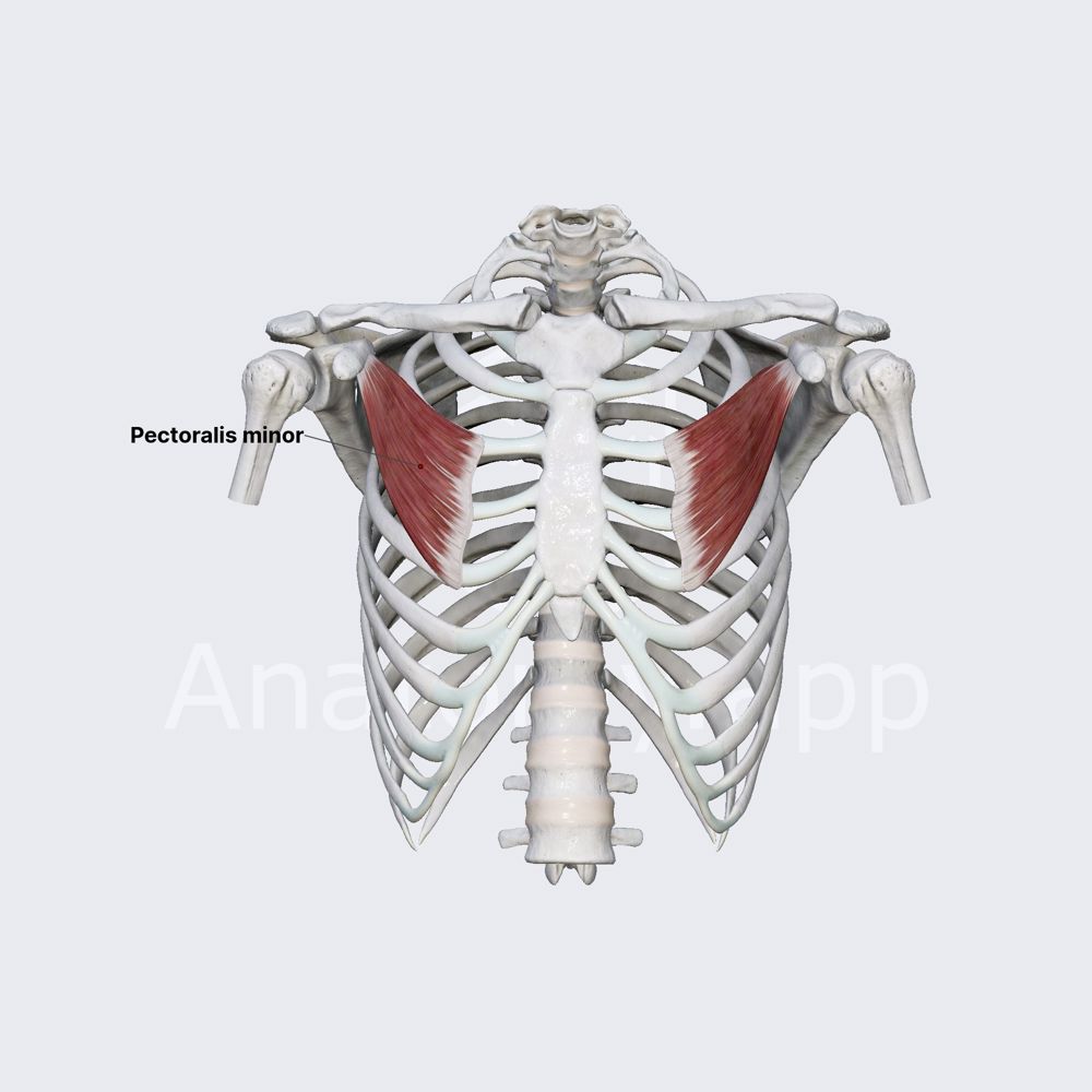 Pectoralis minor
