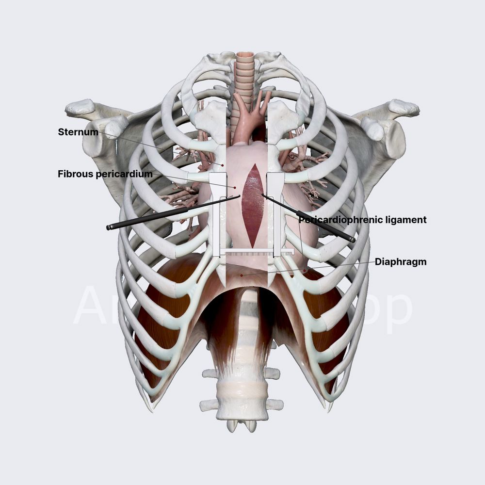 Pericardium