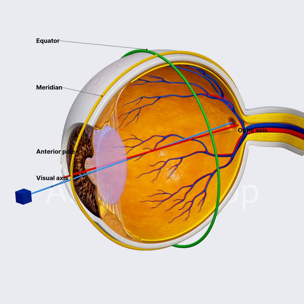 Poles and axes of eyeball