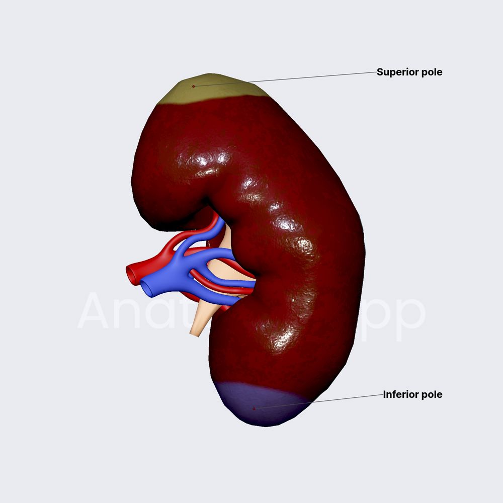 Poles of kidneys