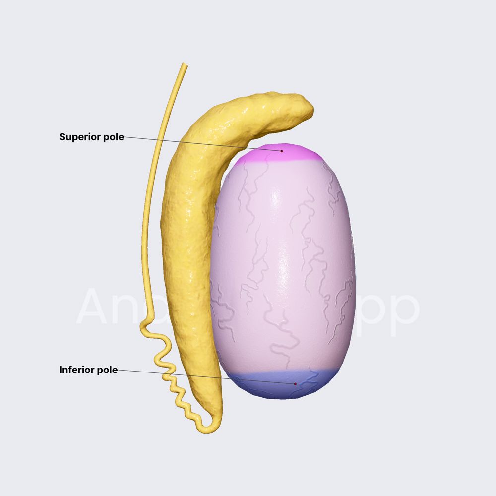 Poles of testicles