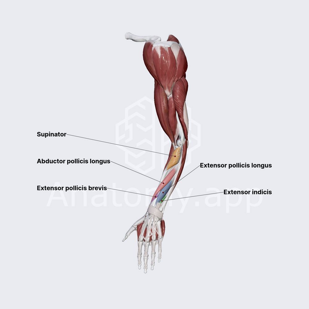 Posterior compartment of forearm muscles: deep part