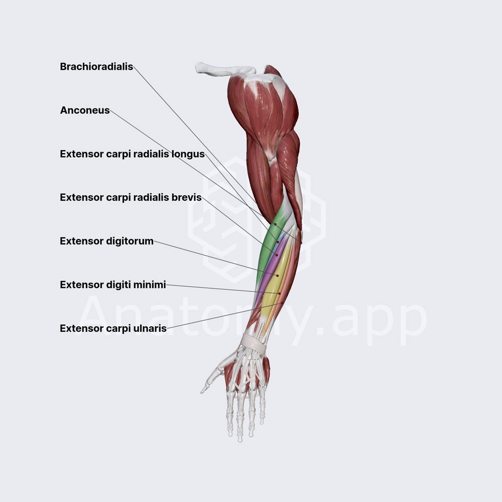 Posterior compartment of forearm muscles: superficial part