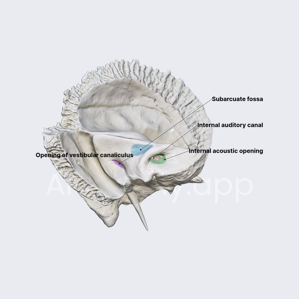 Posterior surface of petrous part | Media Library | Anatomy.app | Learn ...