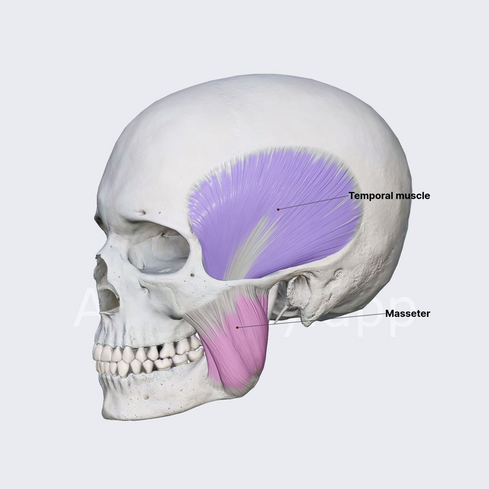 Primary muscles of mastication