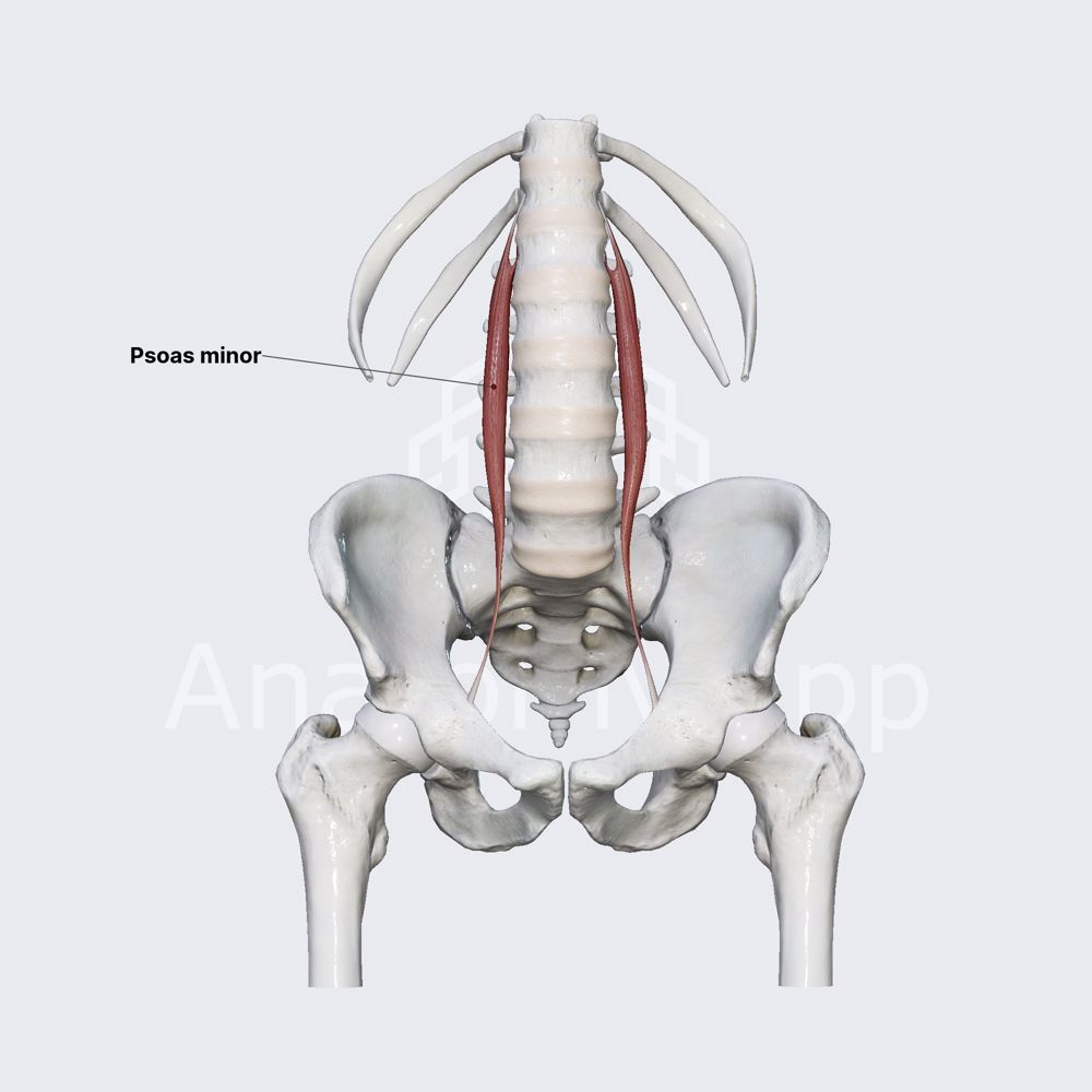 Psoas minor muscle