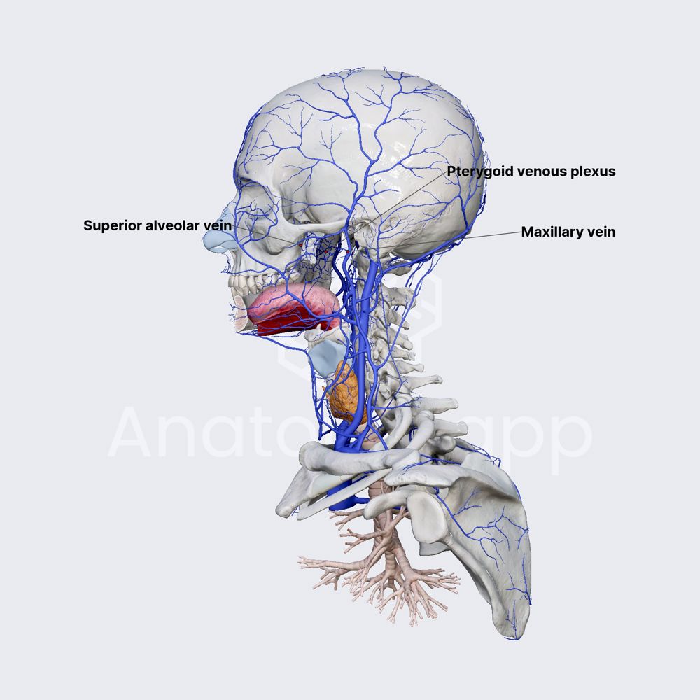 Pterygoid venous plexus