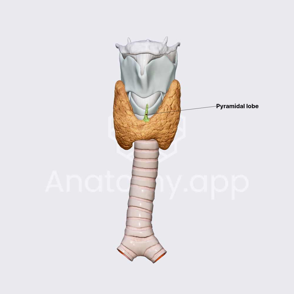 Pyramidal lobe
