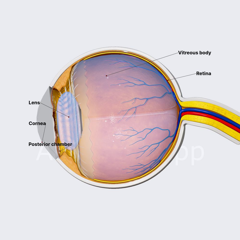 Refractive media of eyeball