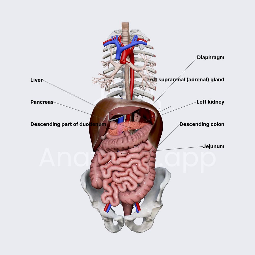 Relations of kidneys