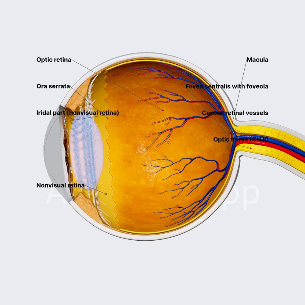 Retina
