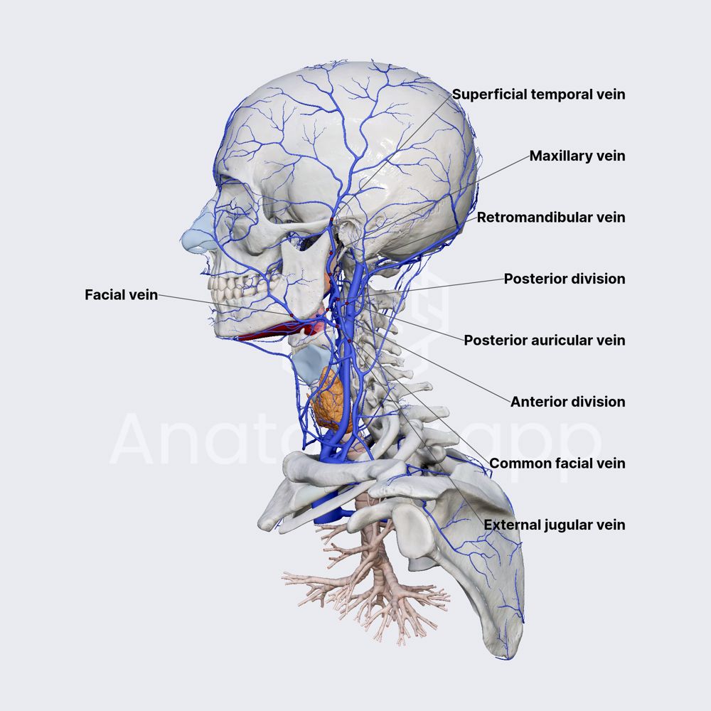 Retromandibular vein