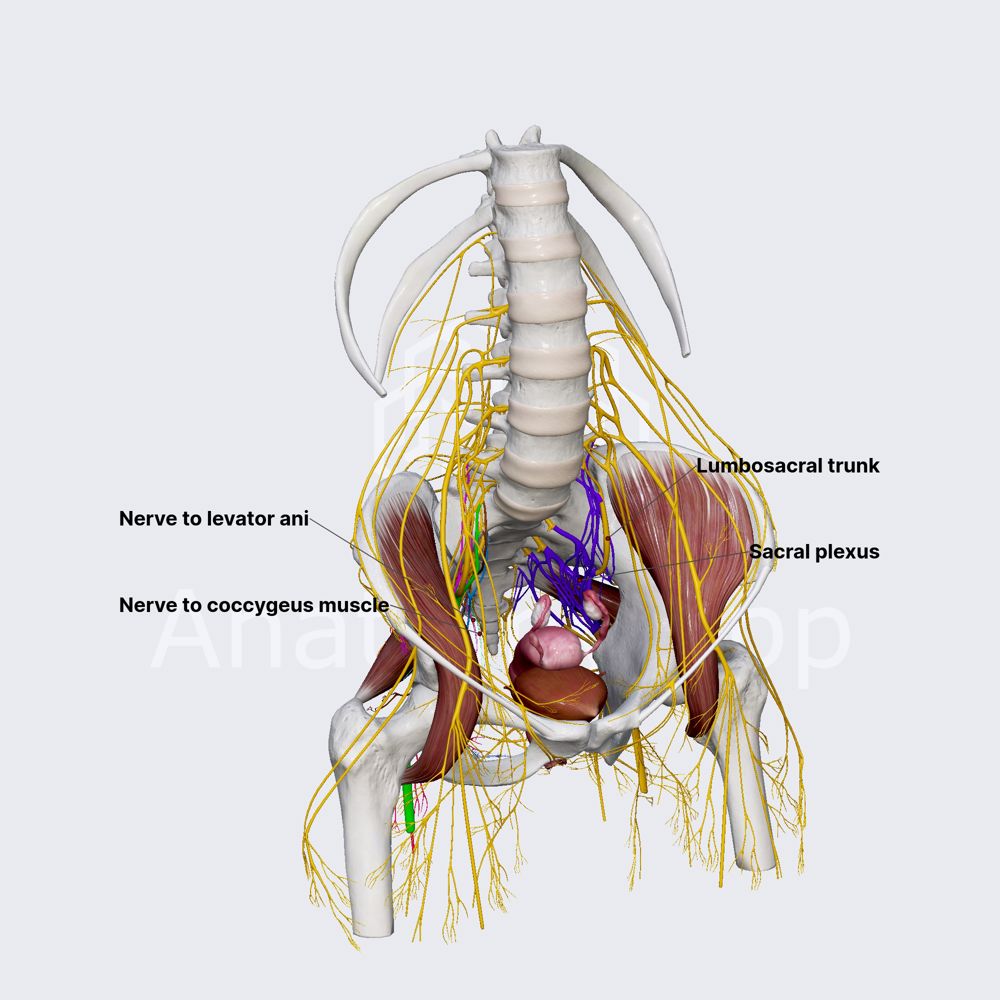 Sacral plexus (female pelvis)