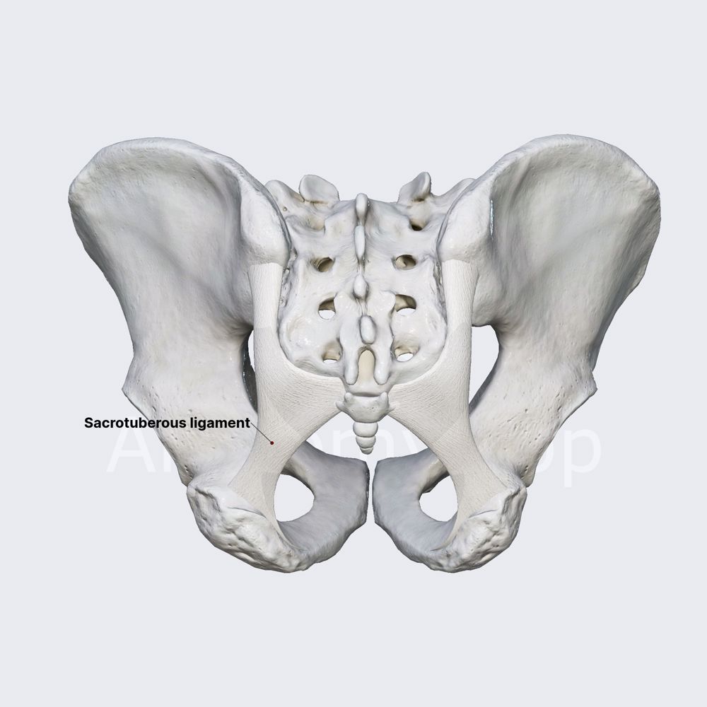 Sacrotuberous ligament
