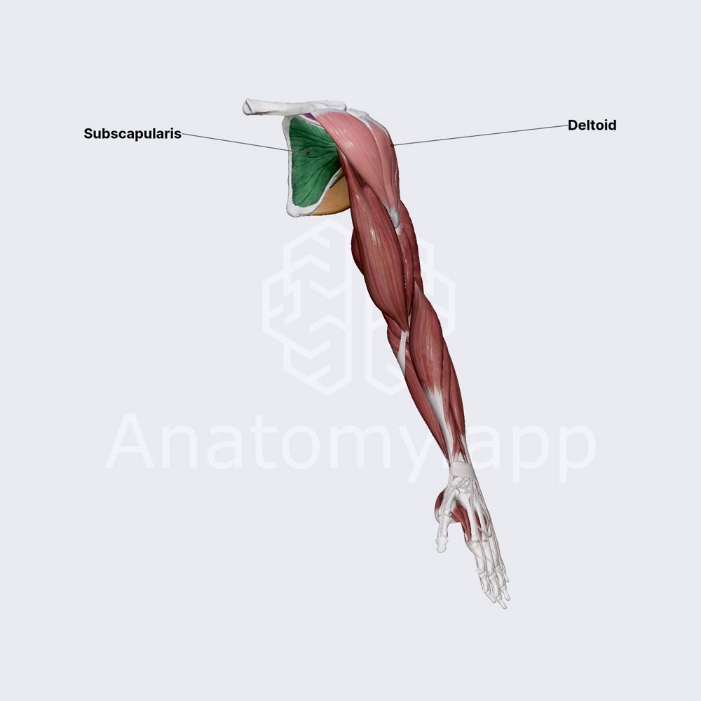 Scapulohumeral muscles (shoulder muscles)