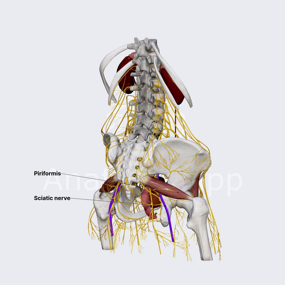 Sciatic nerve (female pelvis)