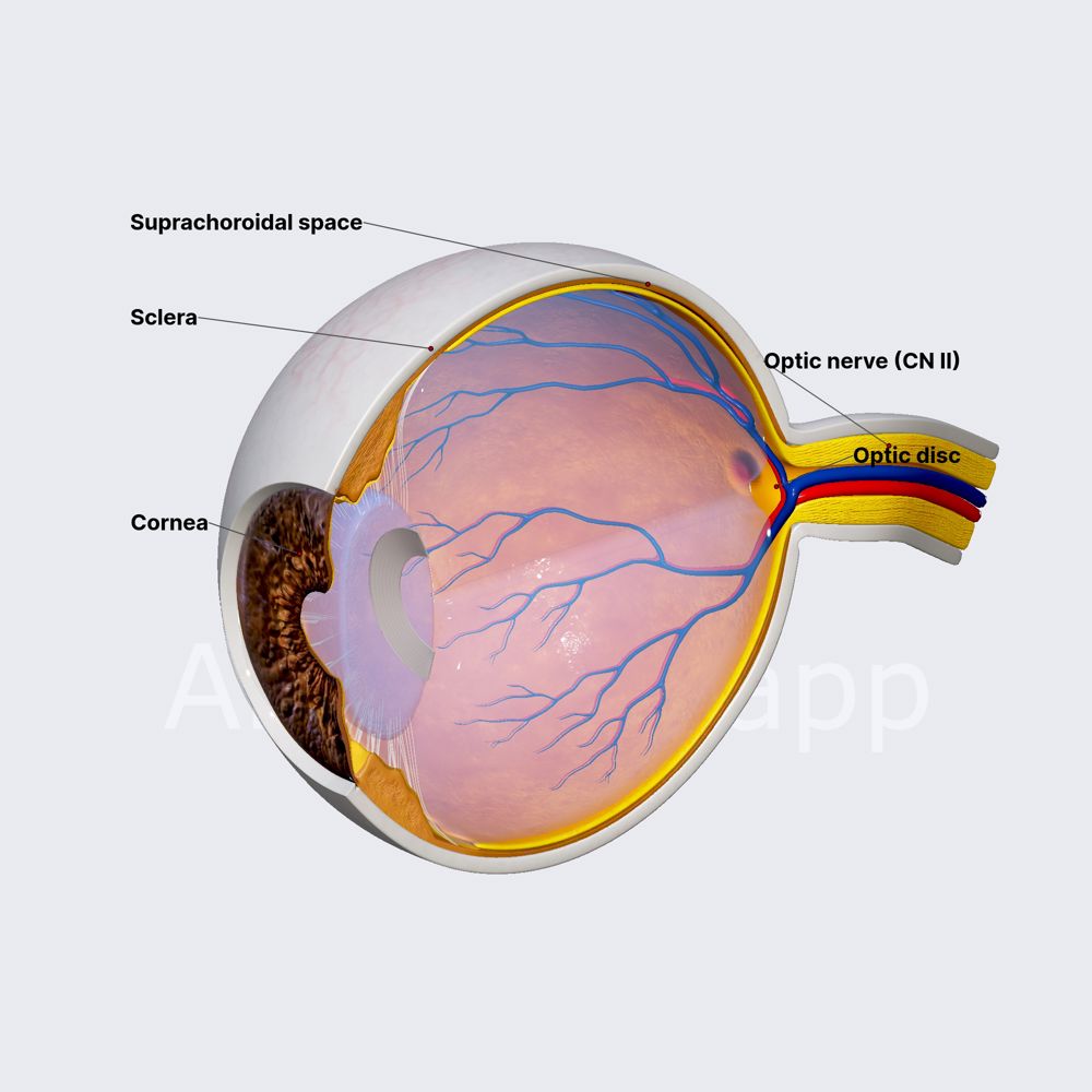 Sclera