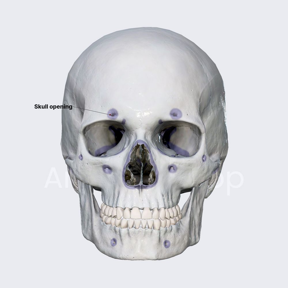 Skull openings (overview)