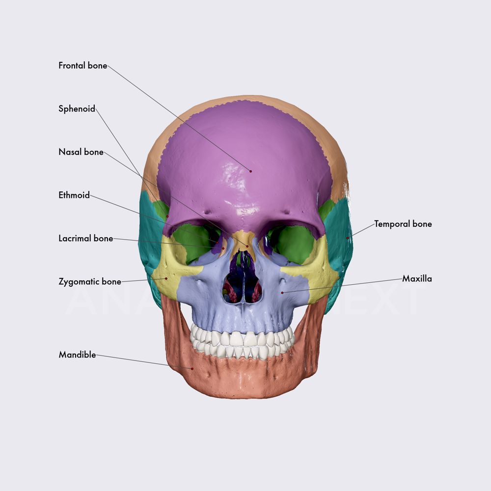 Skull (overview)
