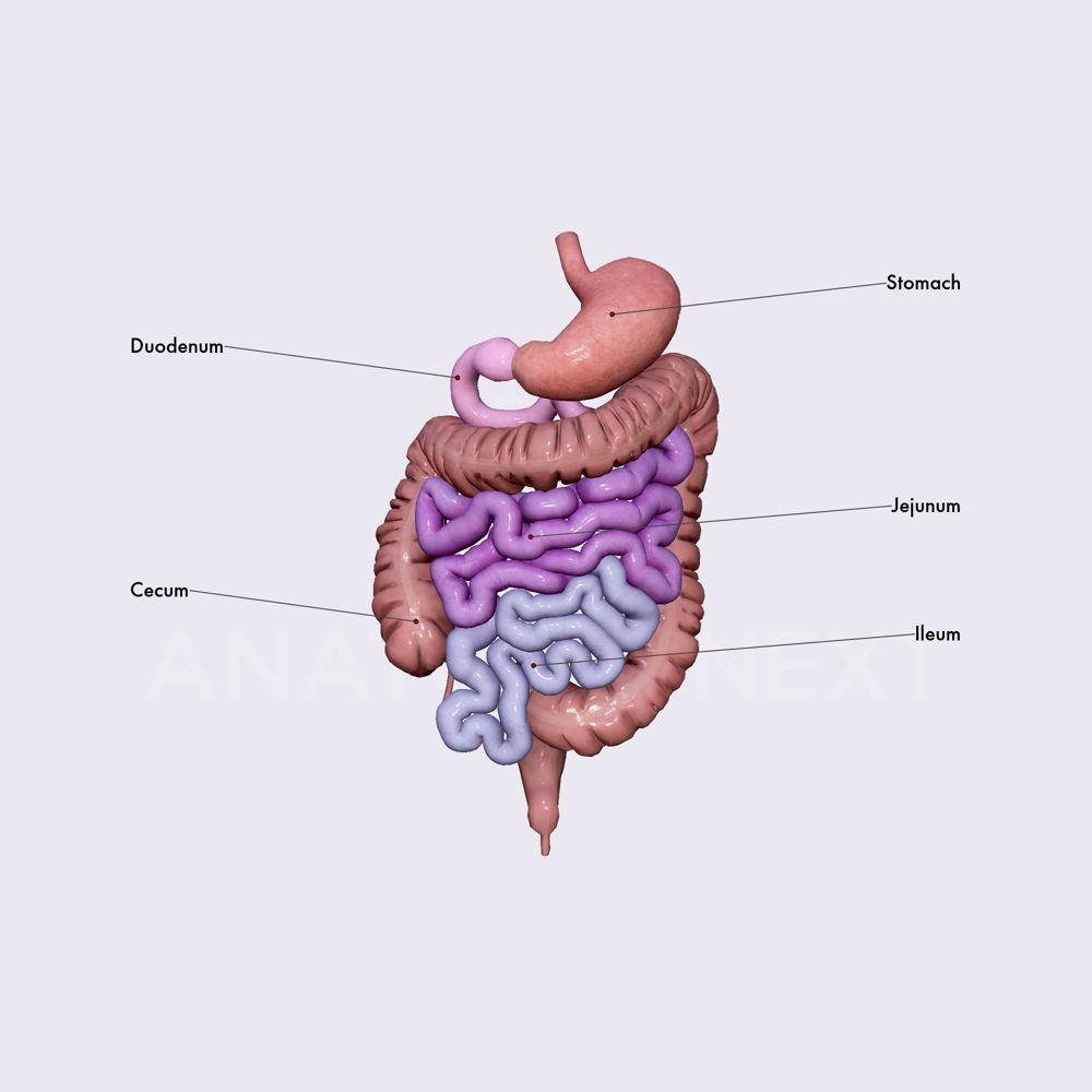 intestine anatomy jejunum