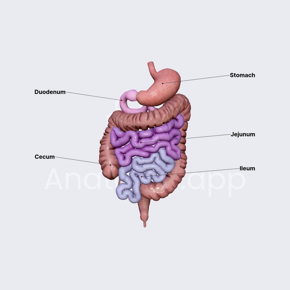 Small intestine