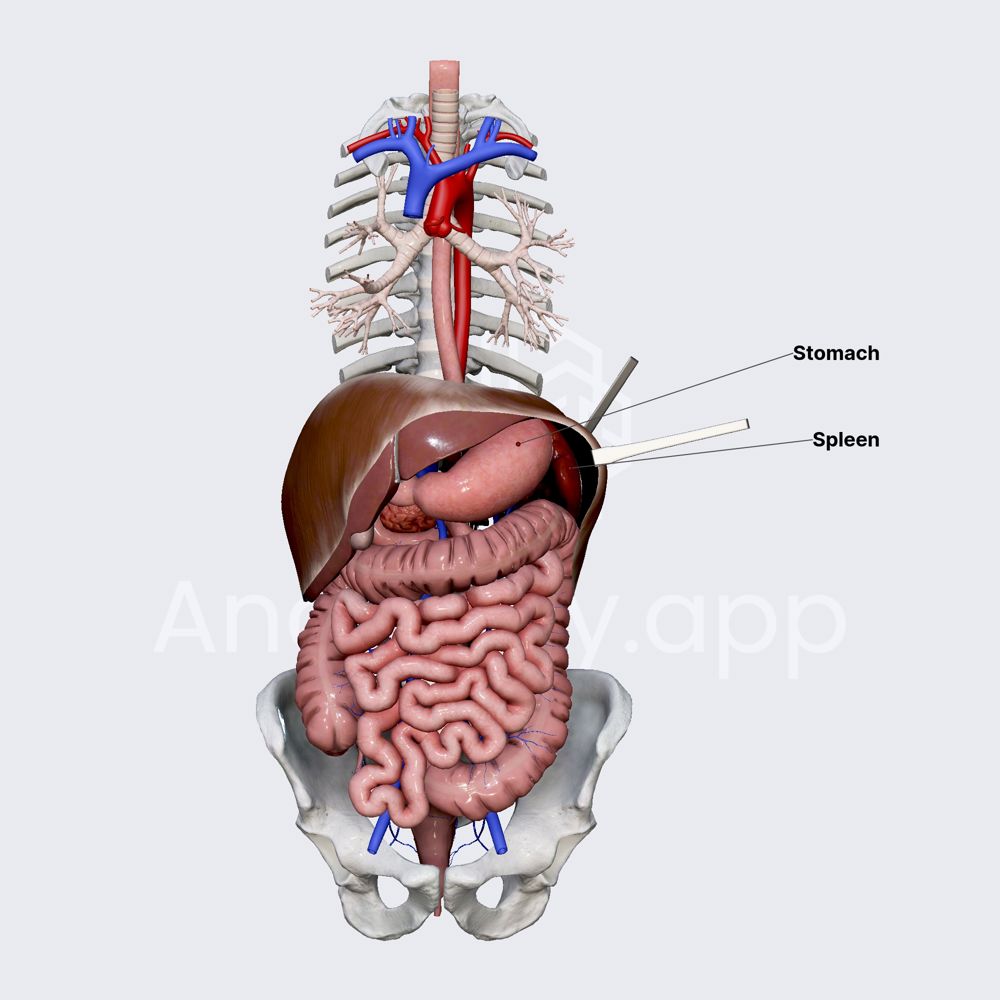 Spleen