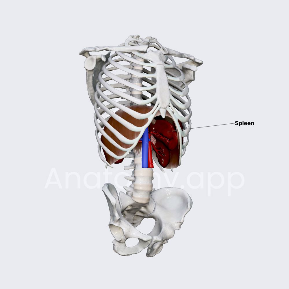 Spleen (overview)