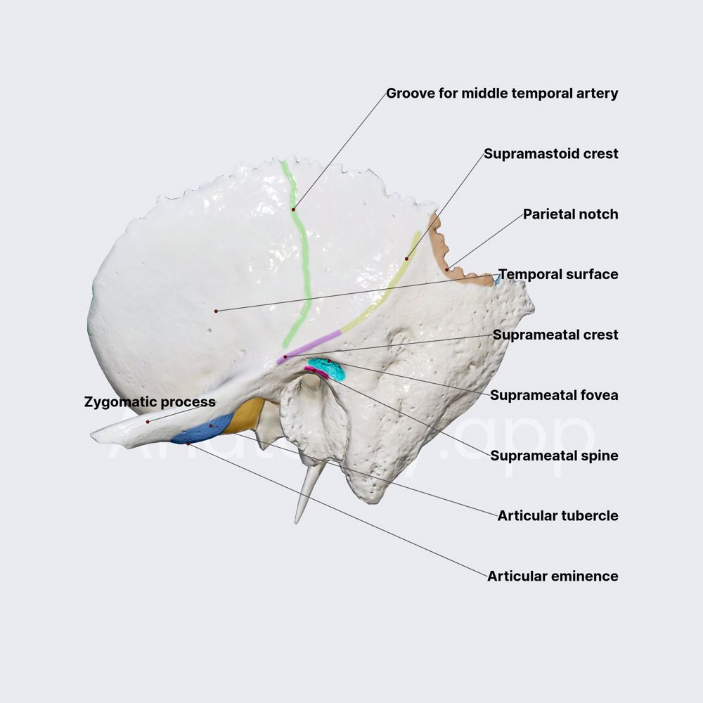 Squamous part of temporal bone