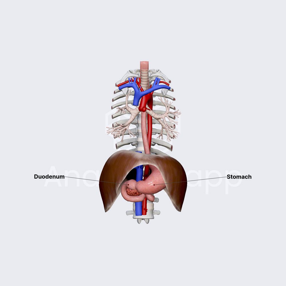 Stomach (overview)