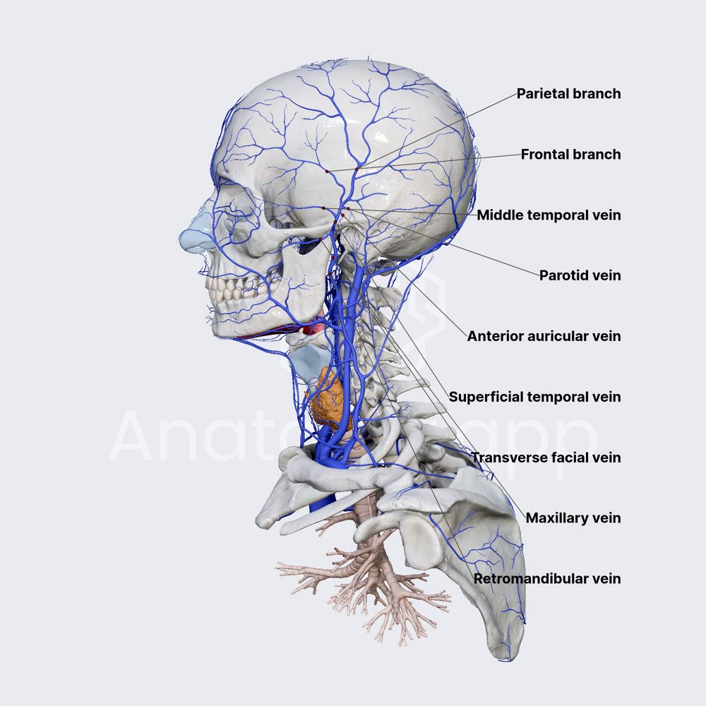Superficial temporal vein