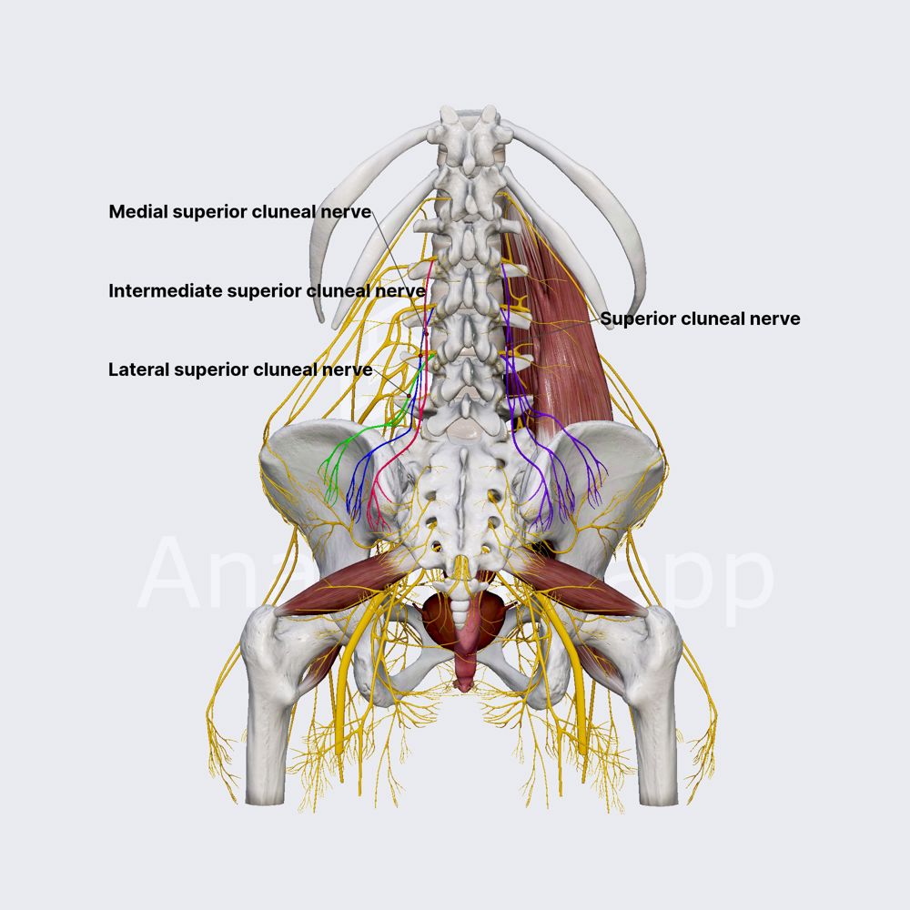 Superior cluneal nerves (superior gluteal cutaneous nerves; female pelvis)