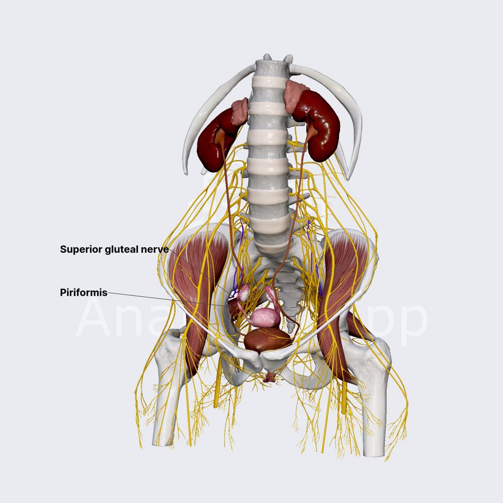 Superior gluteal nerve (female pelvis)
