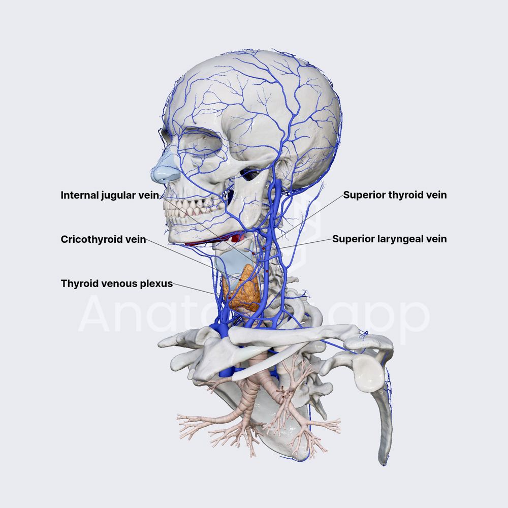 Superior thyroid vein