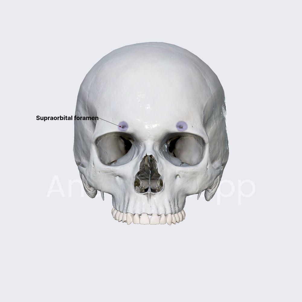 Supraorbital foramen (or notch)