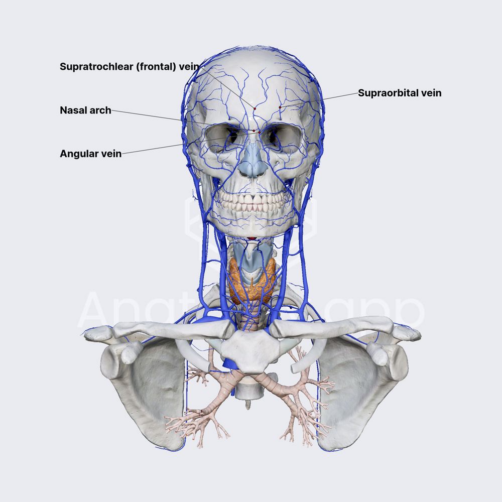 Supratrochlear (frontal) vein