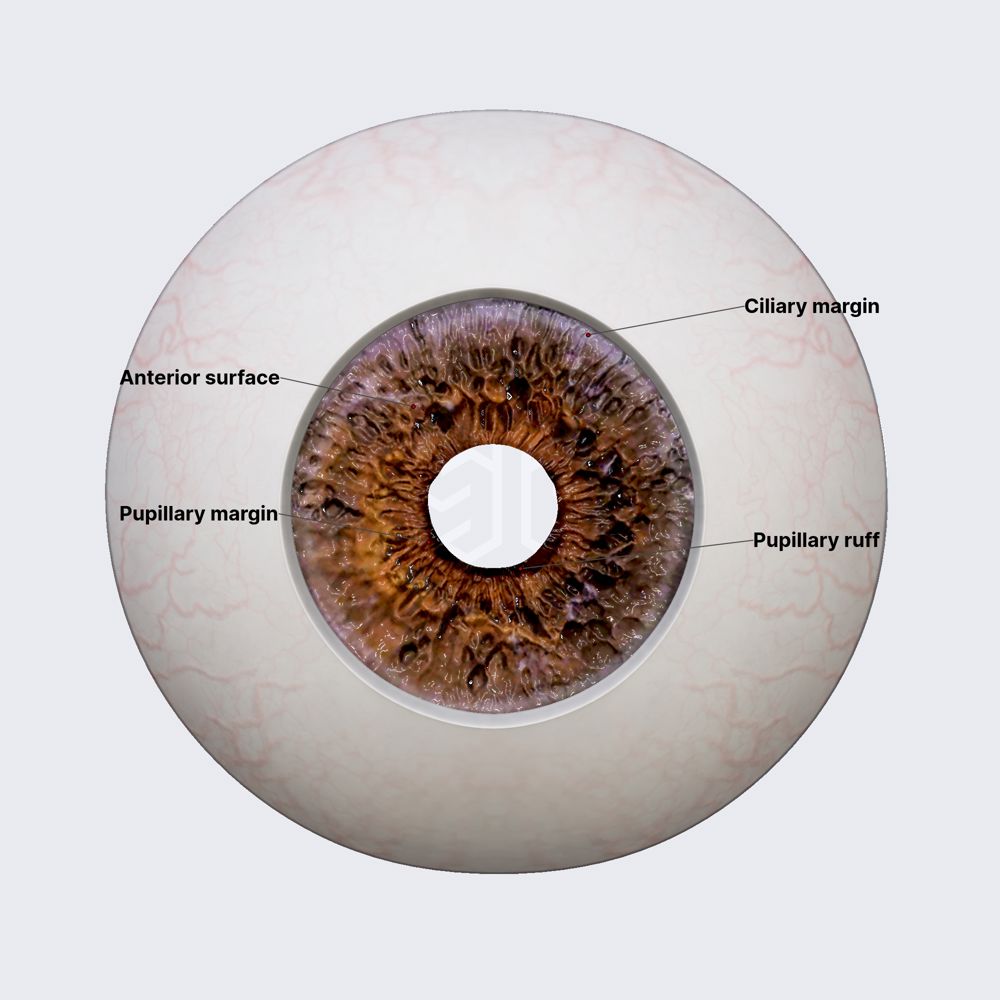Surfaces and margins of iris
