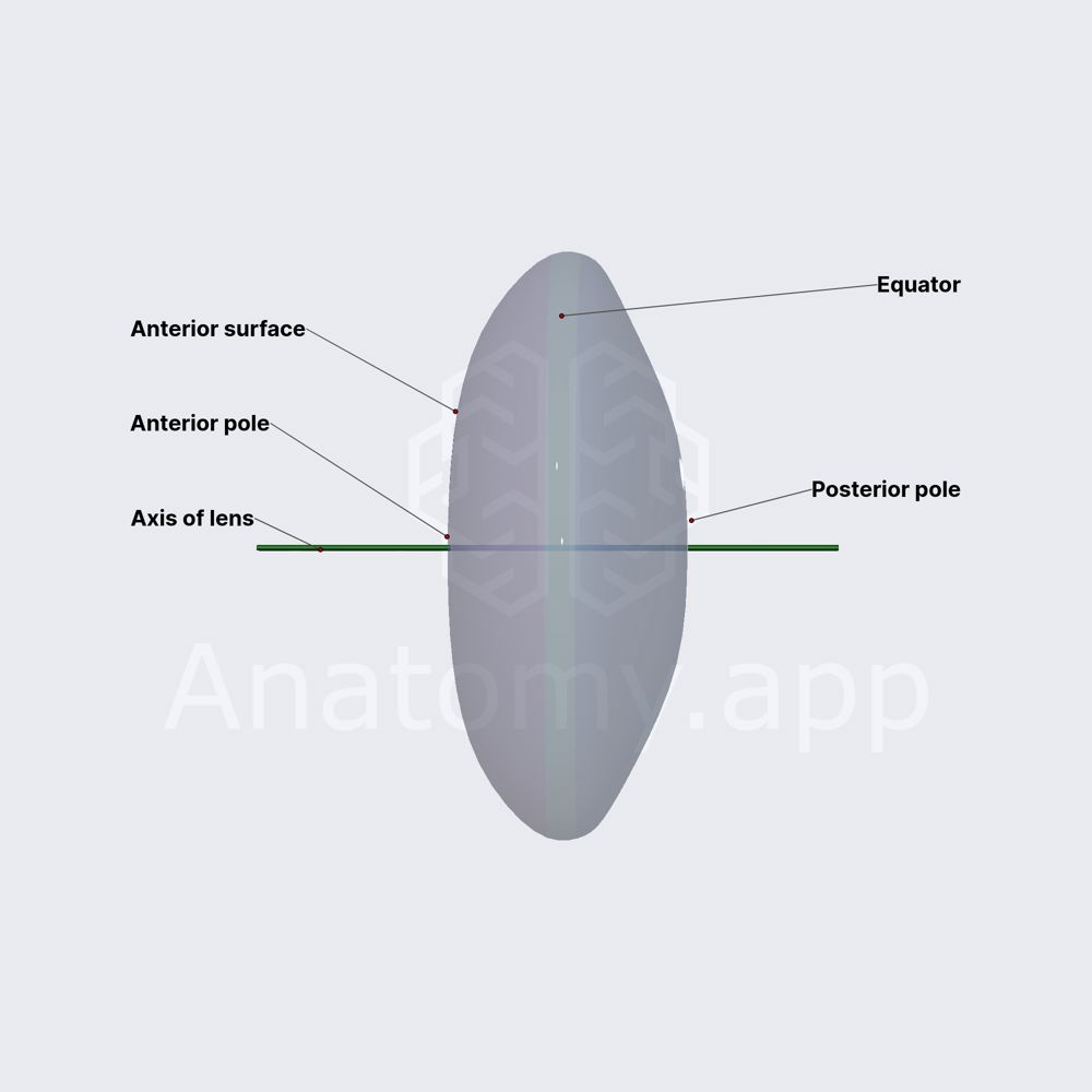 Surfaces and poles of lens