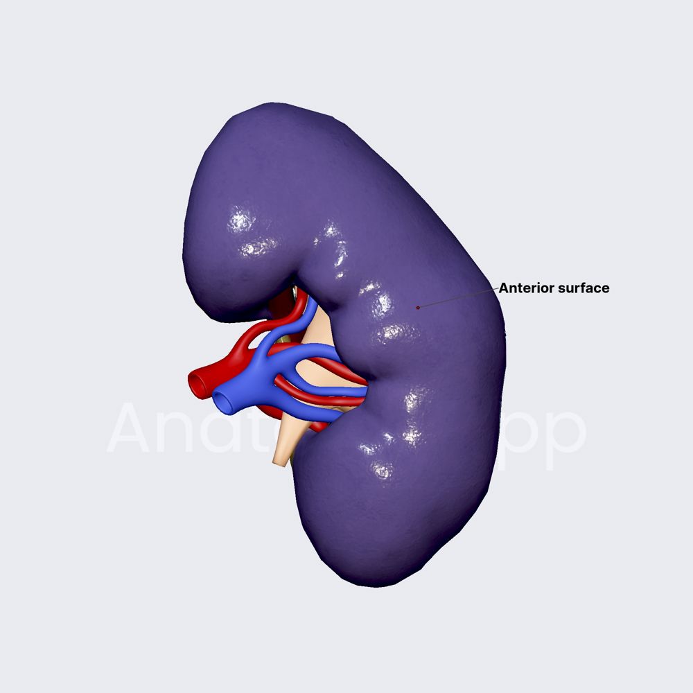 Surfaces of kidneys