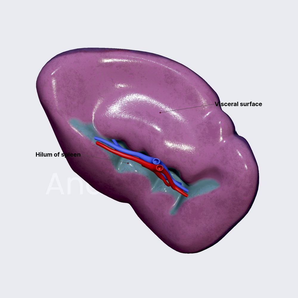 Surfaces of spleen