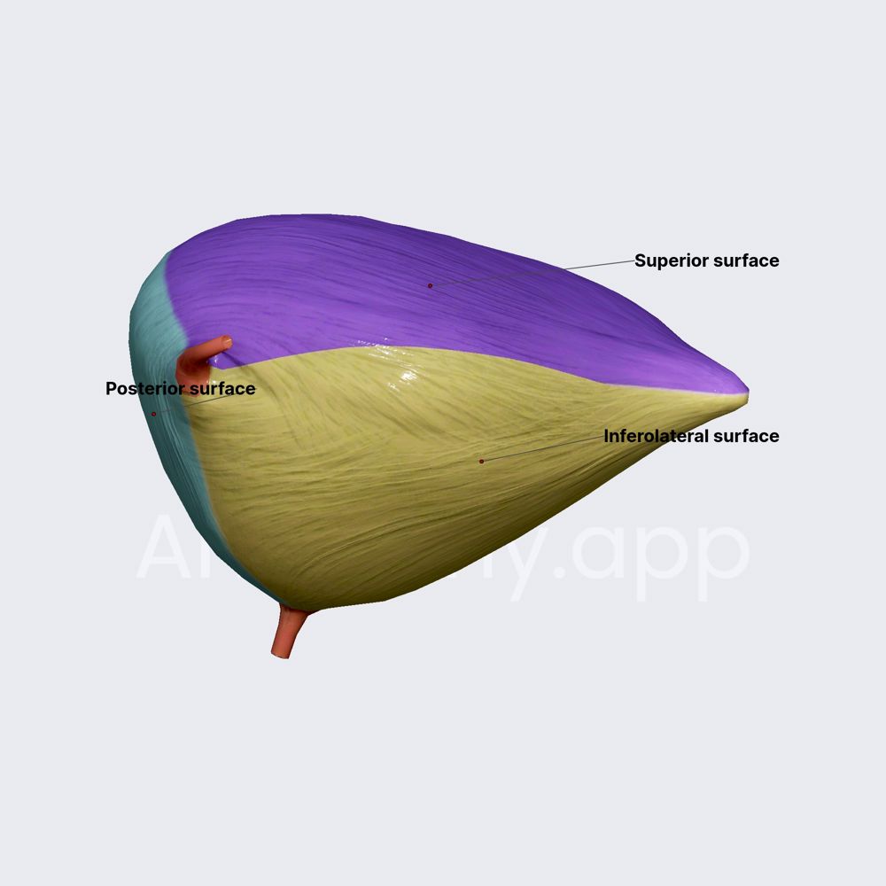 Surfaces of urinary bladder