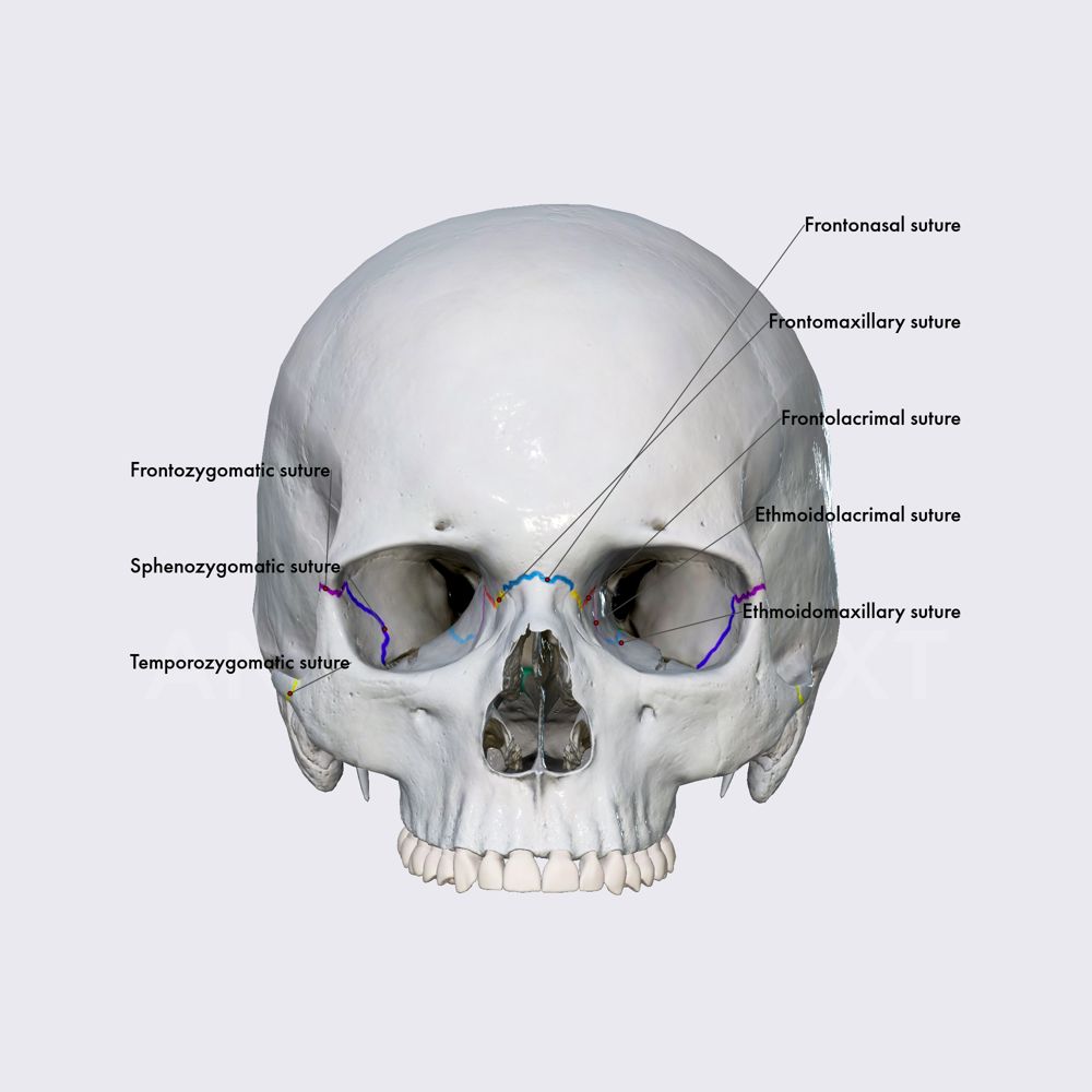 Sutures between neurocranium and viscerocranium