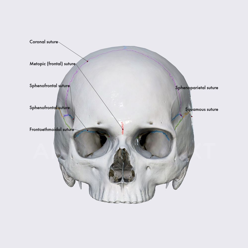 Sutures of neurocranium