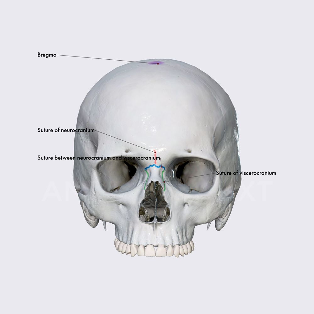 Sutures of skull (overview)