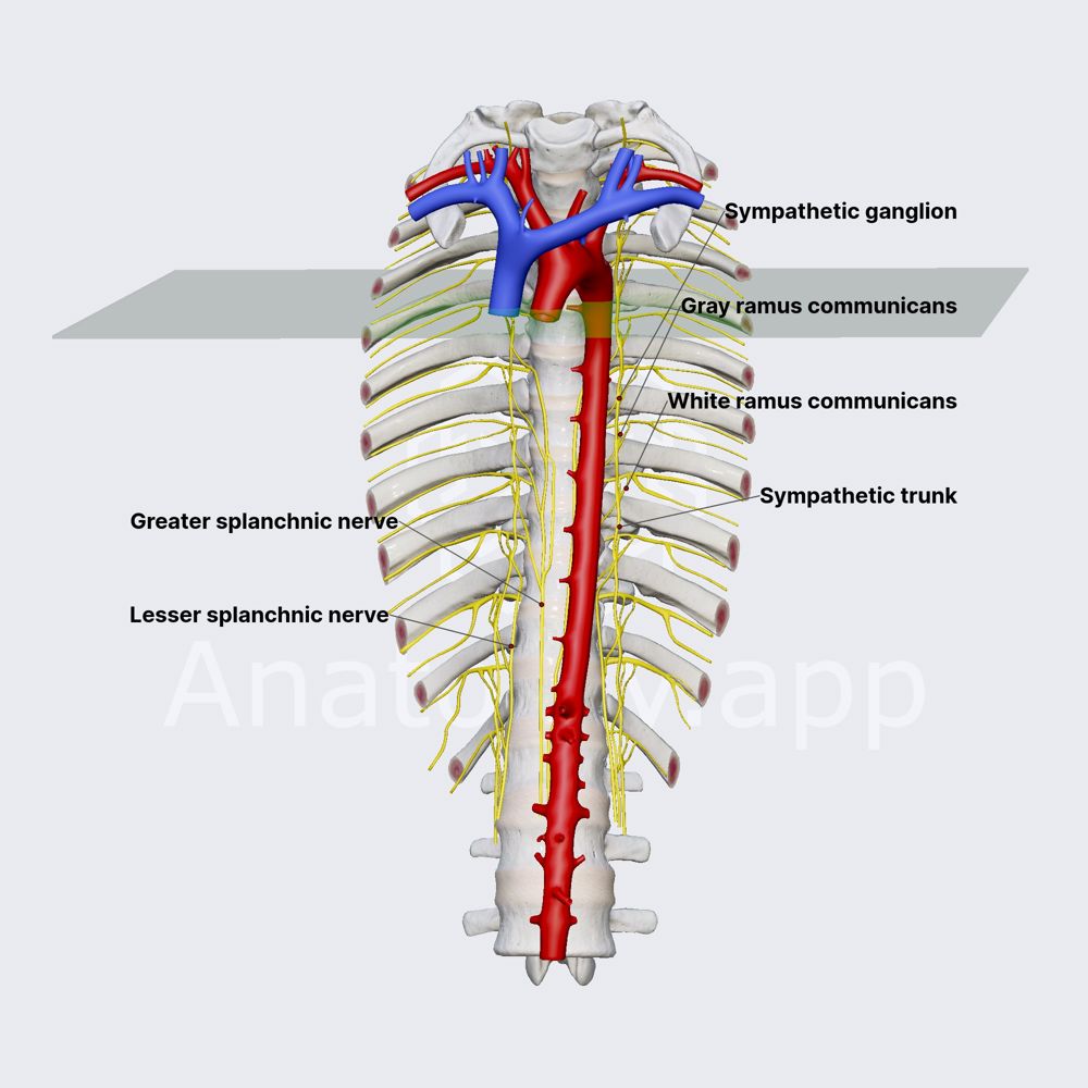 Sympathetic trunk