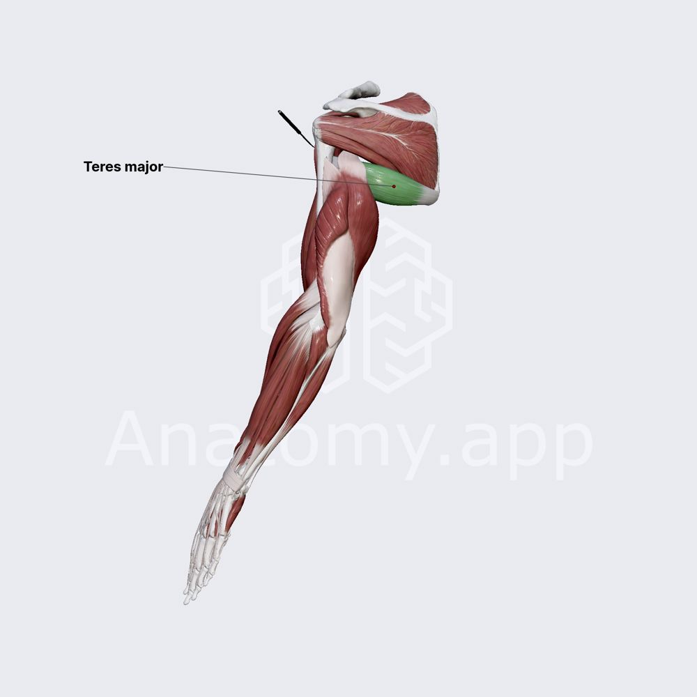 Teres major muscle