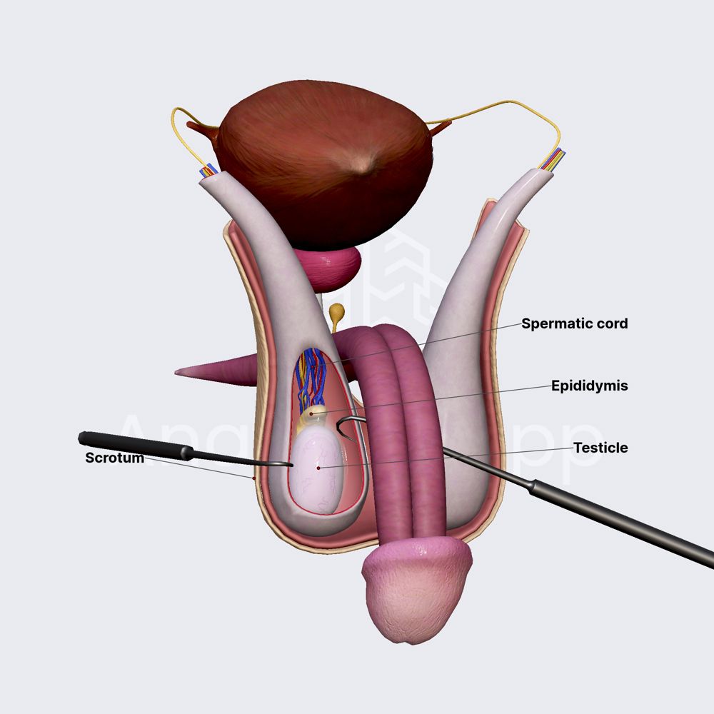 Testicles