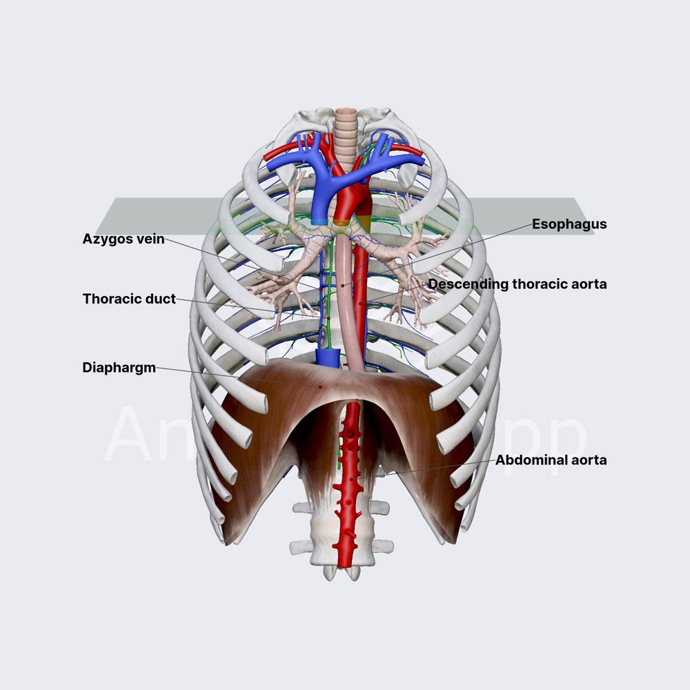 Thoracic duct in posterior mediastinum