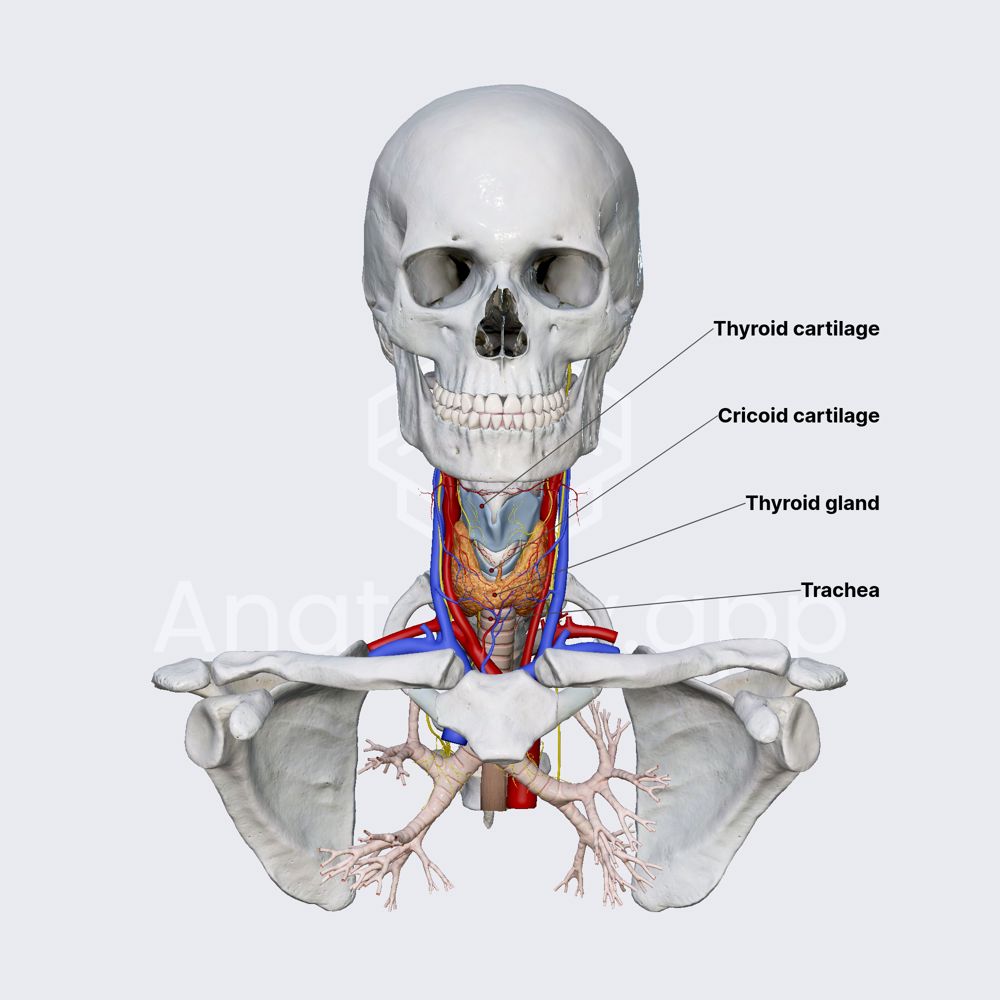 Thyroid gland (overview)