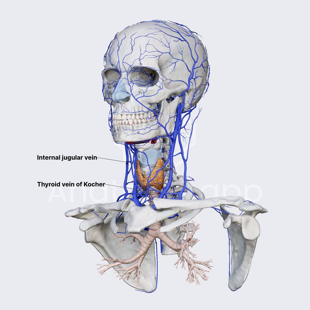 Thyroid vein of Kocher
